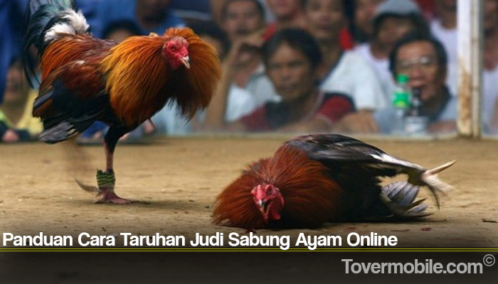 Panduan Cara Taruhan Judi Sabung Ayam Online